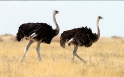 Amazing Facts About the Ostrich
