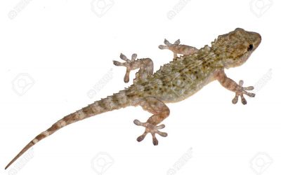 remedies on are to get rid of wall geckos out of your home
