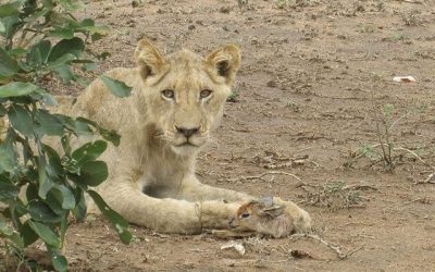 You’ll Be Surprised Once You Find Out What This Lioness Did When It Found A Baby Deer