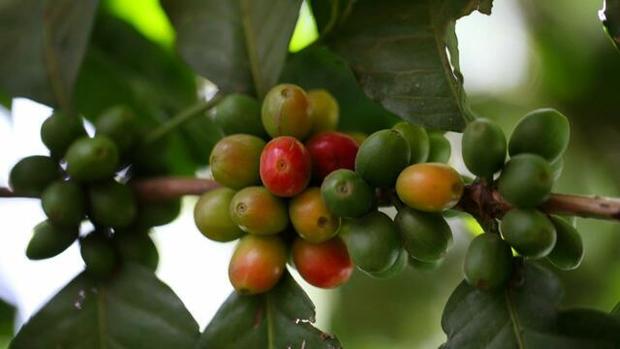 Behind the making of Panama’s $100-a-cup coffee